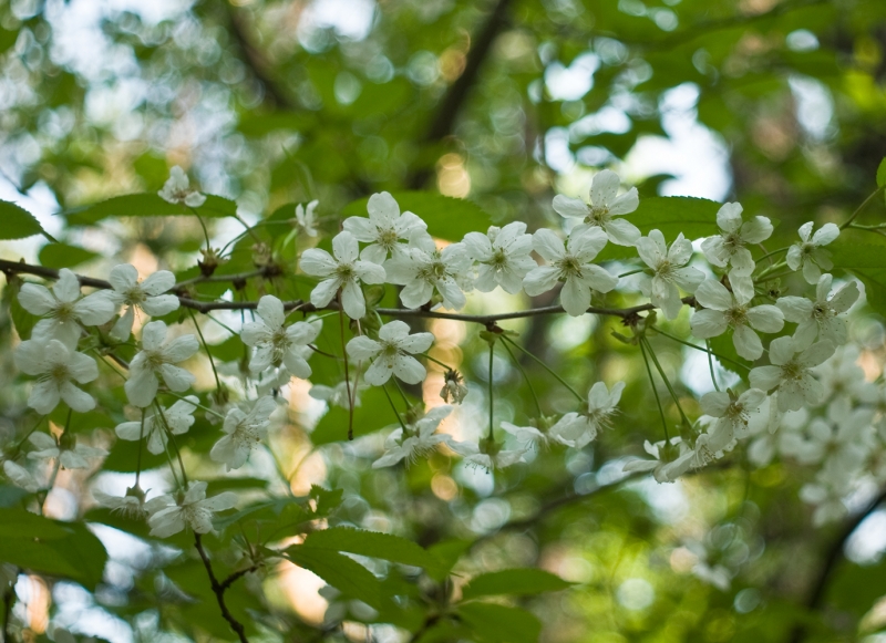 Объектив Мир-1В 37мм F2.8 для Sony Alpha (A-mount)